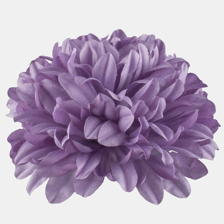 Chrysanthemum