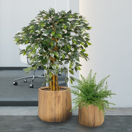 Ficus 130 cm