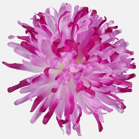 Chrysanthemum