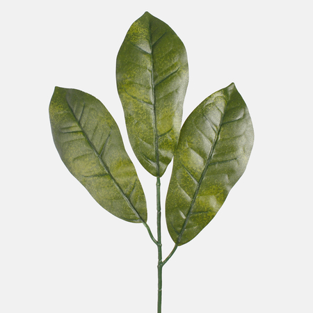 Croton leaf x 3