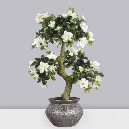 Azalea bonsai tree