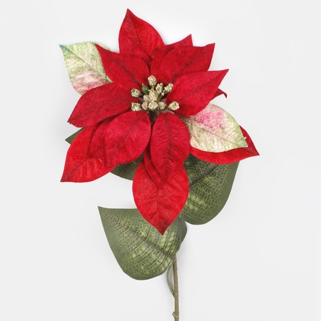 Velvet poinsettia