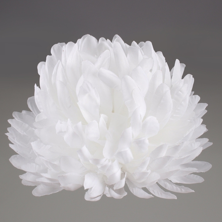 Chrysanthemum