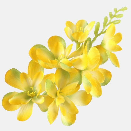 Satin freesia