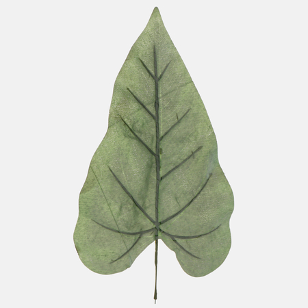 Anthurium leaf
