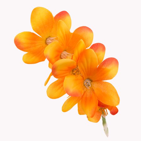 Freesia