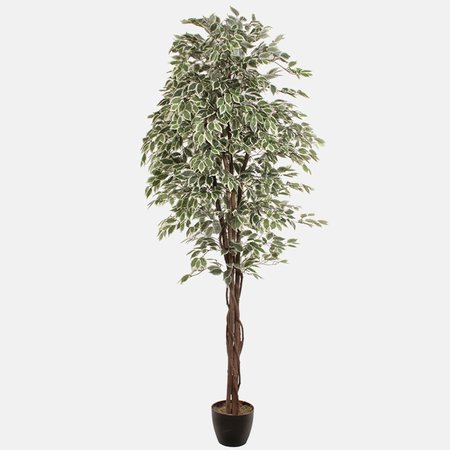 Ficus 2.40 m