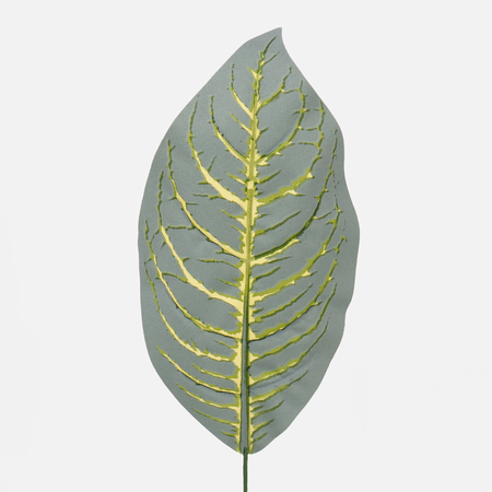 Dieffenbachia leaf