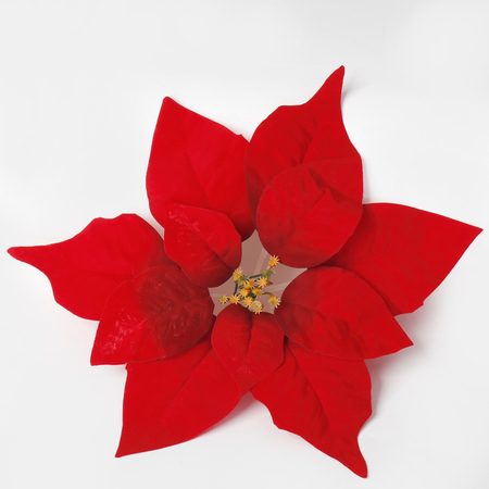 Poinsettia