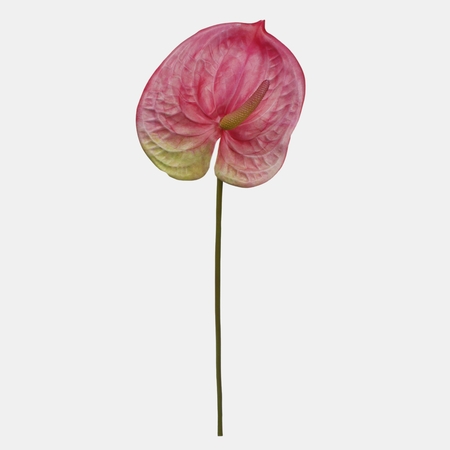 Anthurium