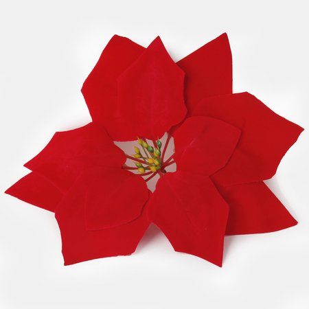 Poinsettia