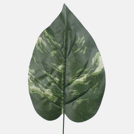 Scindapsus leaf