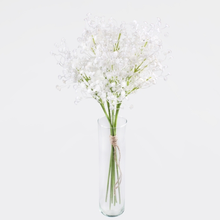 Gypsophila