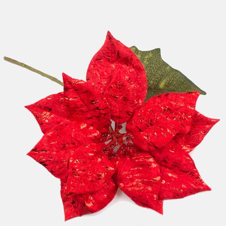 Shiny poinsettia