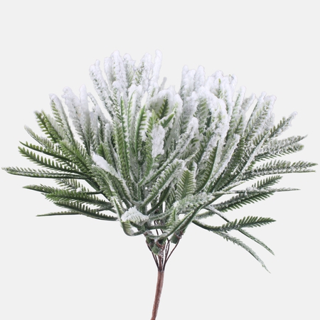 Snow-covered cypress on the peak