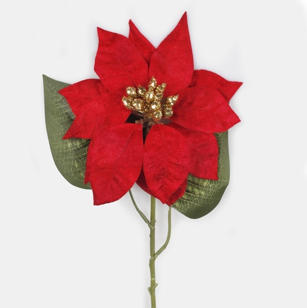 Velvet poinsettia