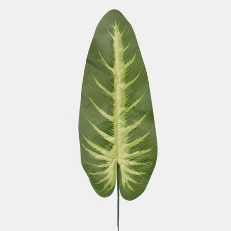 Anthurium leaf