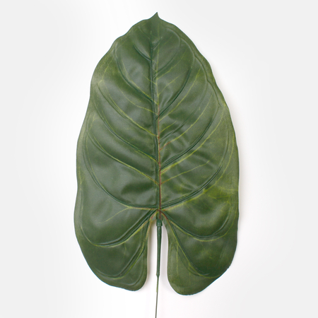 Anthurium leaf