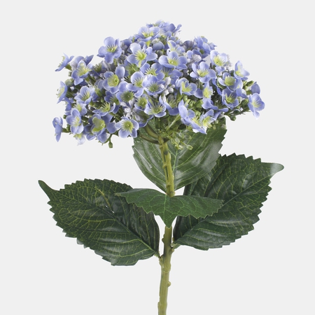 Hydrangea