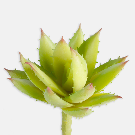 Aloe vera - Succulent