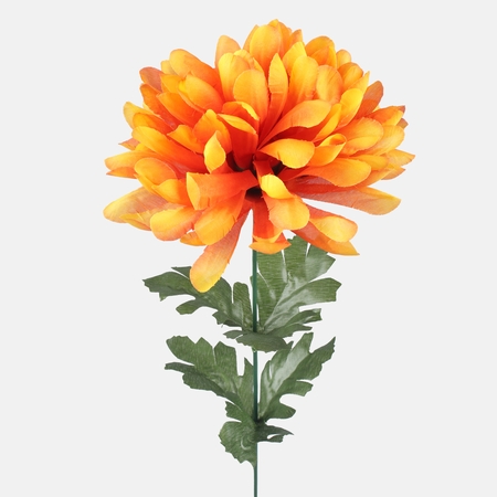 Chrysanthemum