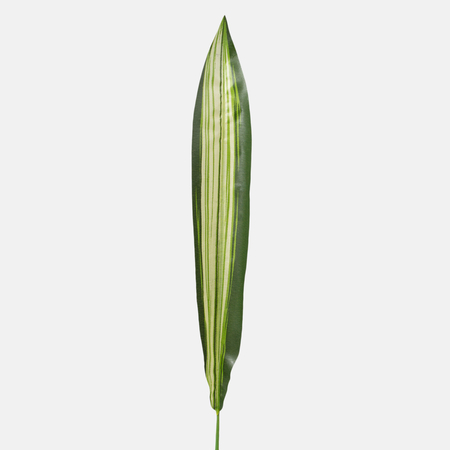 Dracaena leaf