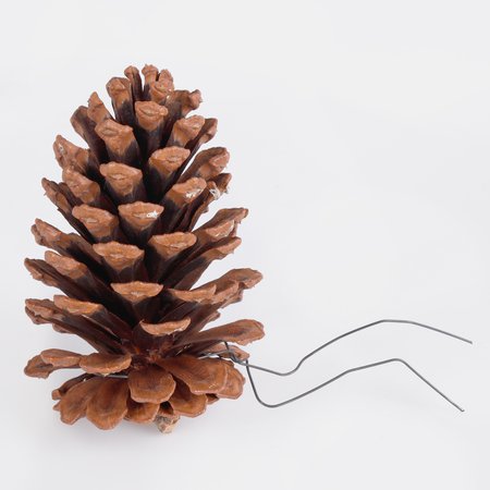 Pine cone on the wire