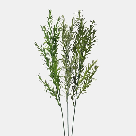 Rosemary