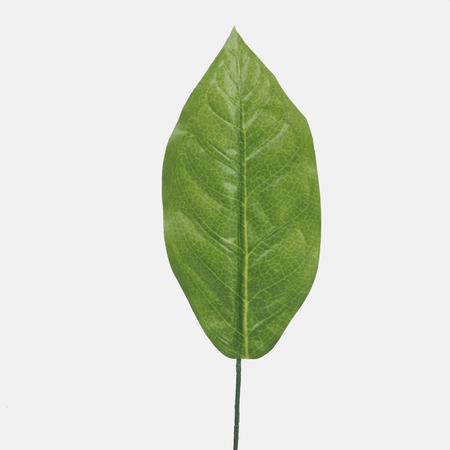 Croton single leaf