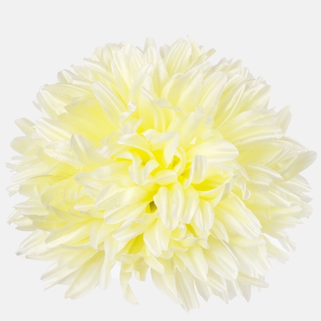 Satin chrysanthemum XL