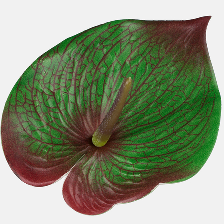 Anthurium Mordido