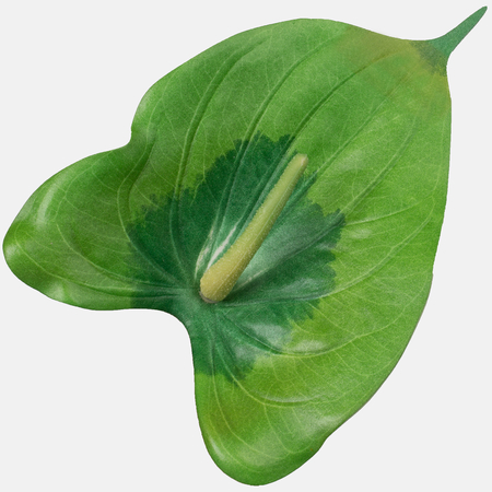 Anthurium Glory