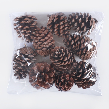 Pinus Maritima pine cone x 10 pcs.