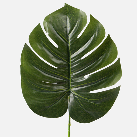 Philodendron leaf