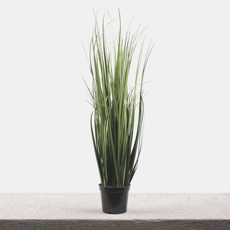 Grass in a pot