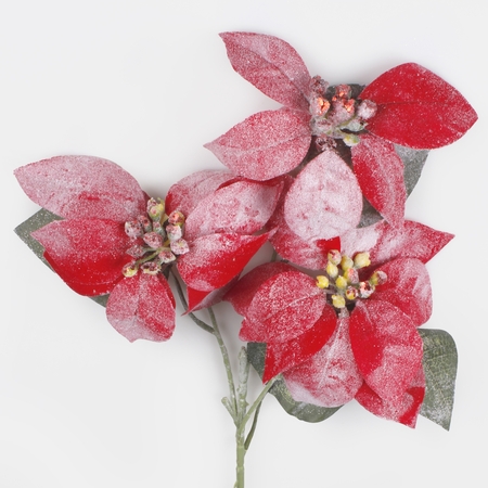 Snow-covered velvet poinsettia x 3