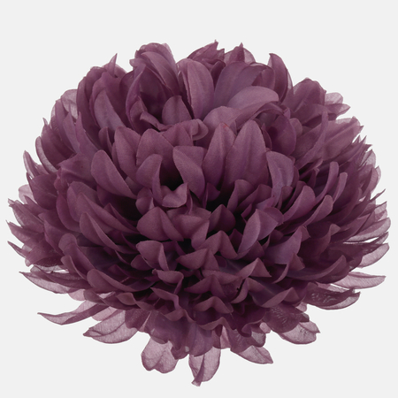 Chrysanthemum XL