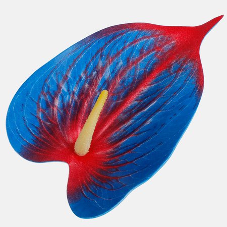 Anthurium