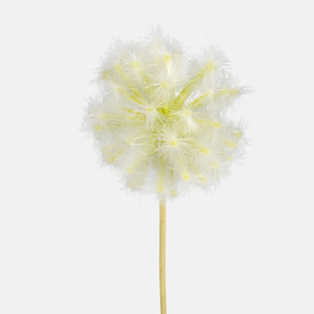 Dandelion single twig