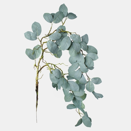 Eucalyptus