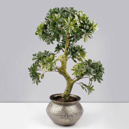 Bonsai tree