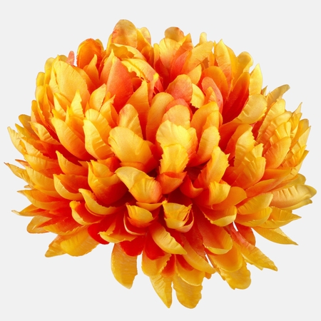 Chrysanthemum