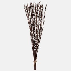 Willow twig with catkins without leaves A130