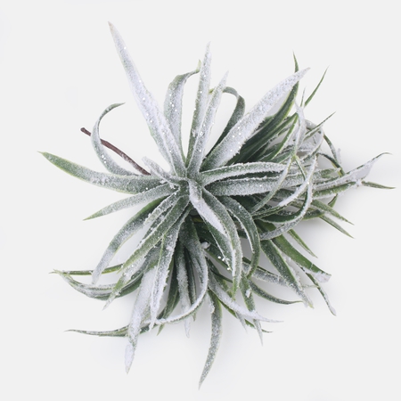 Snow-covered grass on the peak