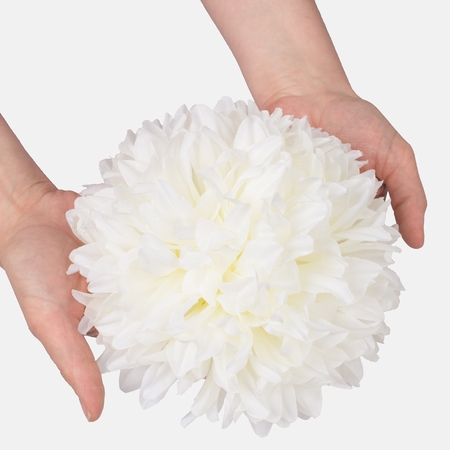 Chrysanthemum XXL