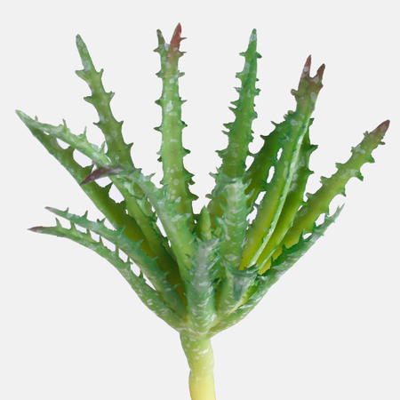 Aloe vera - Succulent